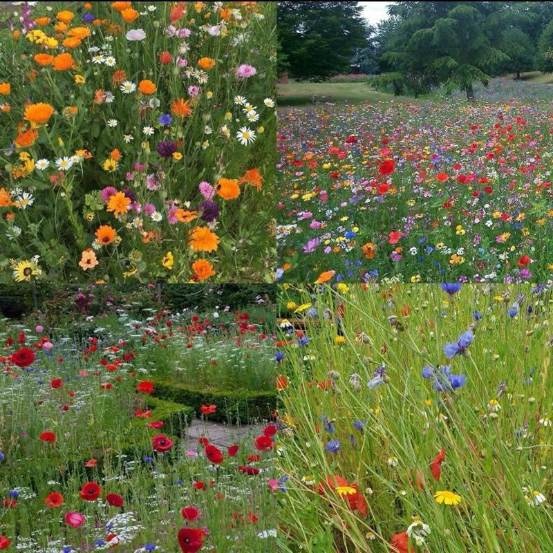 DOFF Green Fingers - Wildflower Seed Mix 1kg - Covers 100m², Attracts Bees & Butterflies, Easy to Grow