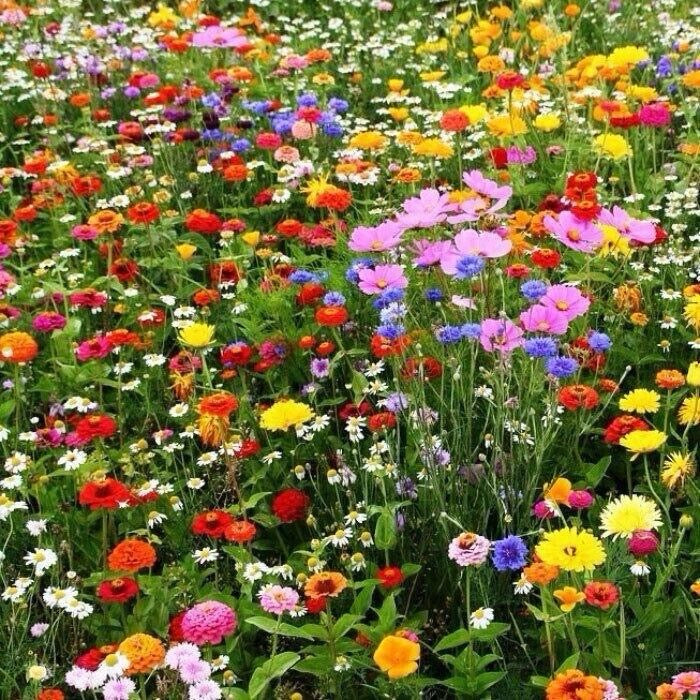 DOFF Green Fingers - Wildflower Seed Mix 1kg - Covers 100m², Attracts Bees & Butterflies, Easy to Grow