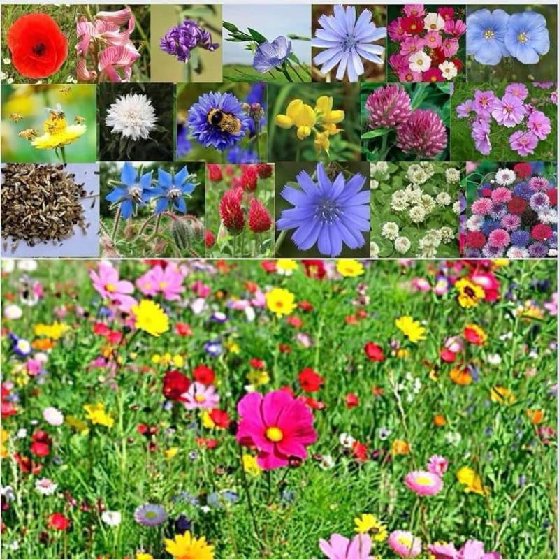 DOFF Green Fingers - Wildflower Seed Mix 1kg - Covers 100m², Attracts Bees & Butterflies, Easy to Grow