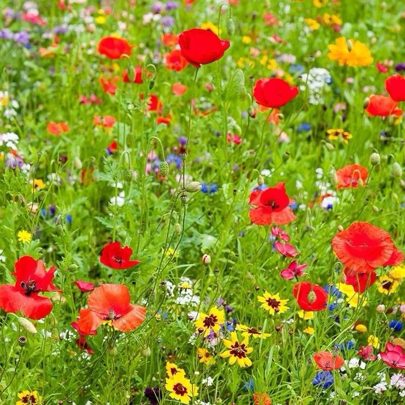DOFF Green Fingers - Wildflower Seed Mix 1kg - Covers 100m², Attracts Bees & Butterflies, Easy to Grow