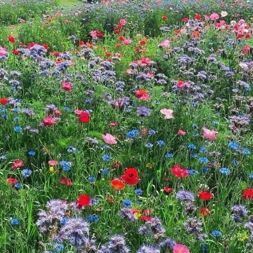 DOFF Green Fingers - Wildflower Seed Mix 1kg - Covers 100m², Attracts Bees & Butterflies, Easy to Grow
